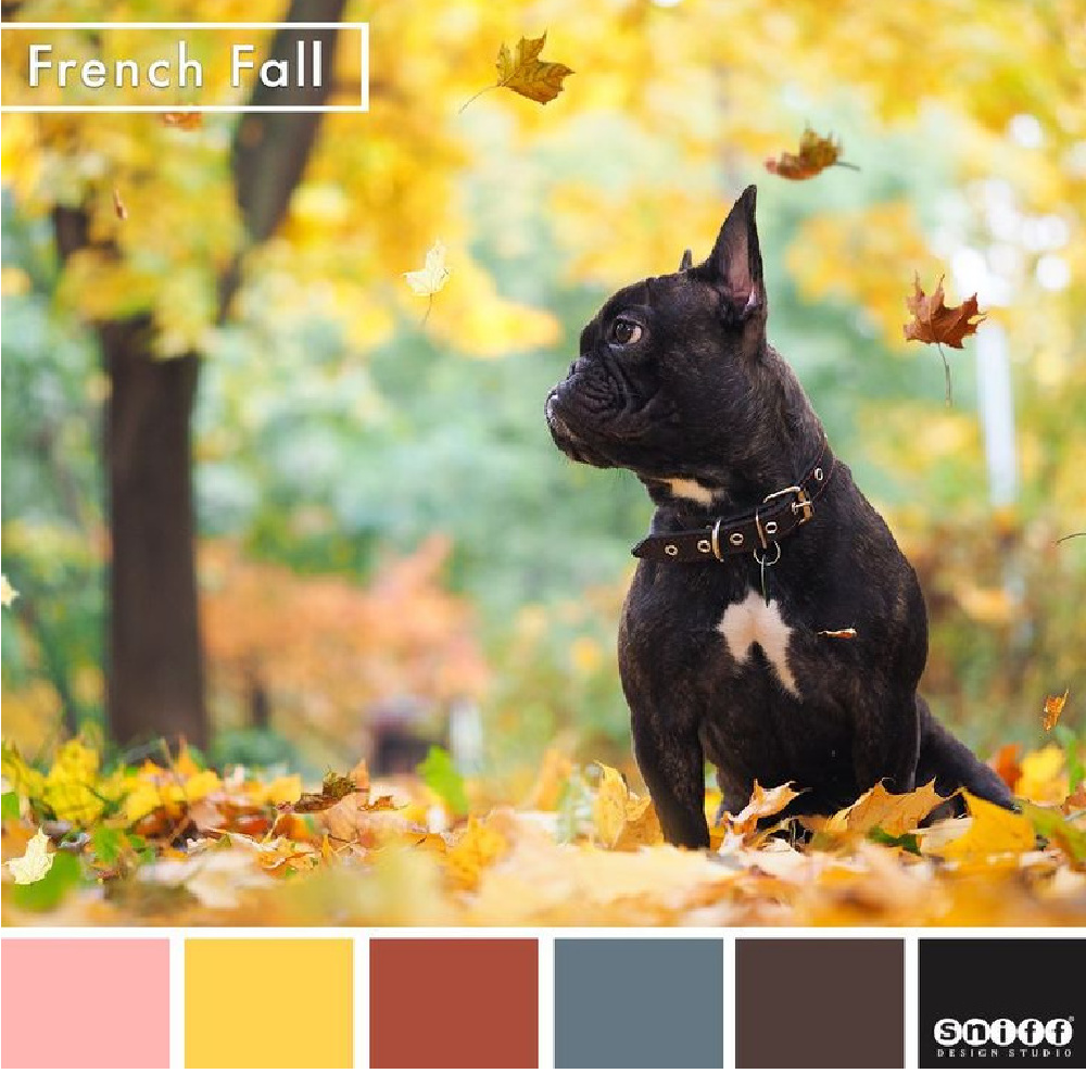 Vivid fall colors of a French bulldog with golden and russett fallen leaves in France - Sniff Design. #frenchfall #frenchcountry #autumninspiration #frenchbulldogs