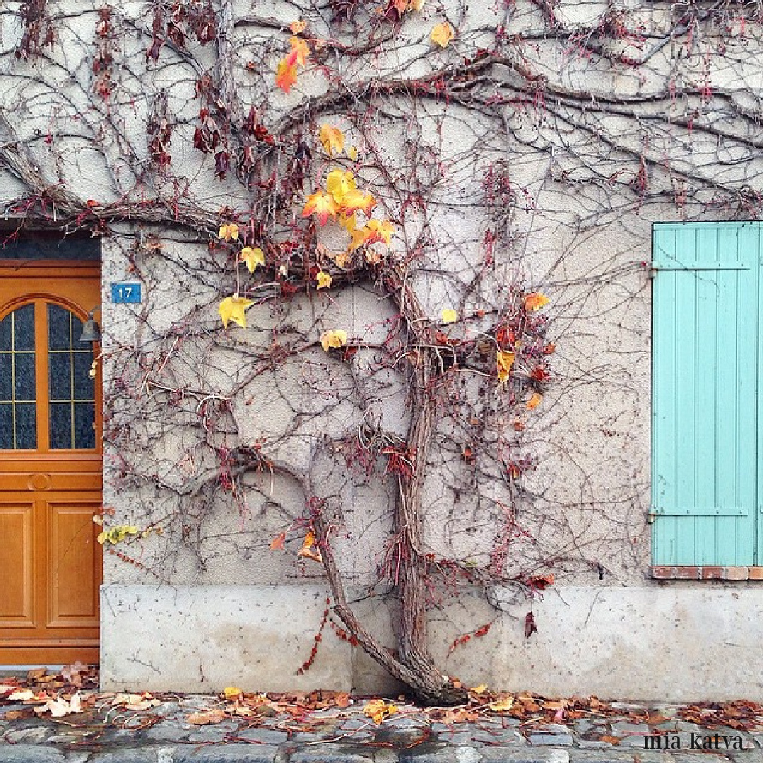 Gorgeous fall in France image with climbing vines on a weathered facade with blue shutter. Mia Katva #frenchcountry #facade #houseexterior #frenchfall #autumninfrance #rusticfrench #frenchfarmhouse