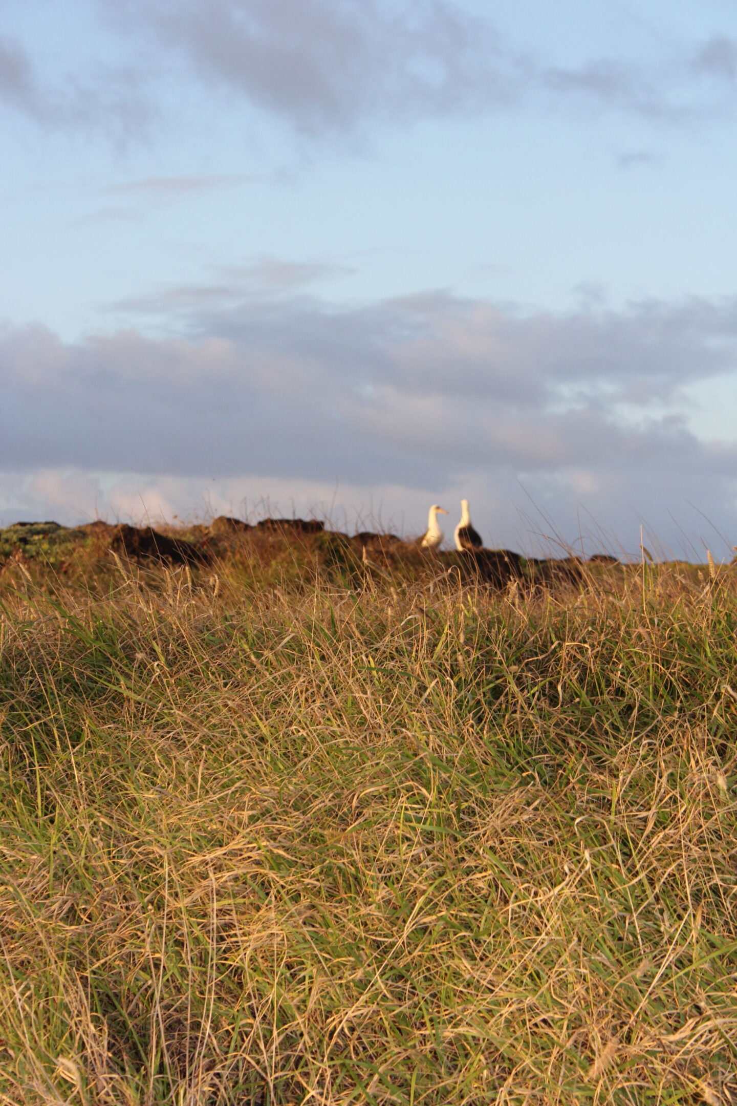 The glorious Pacific and mountainous landscape at Ka'ena Point on Oahu, where we hike to a seabird sanctuary to glimpse Laysan albatross beauty - Hello Lovely Studio.