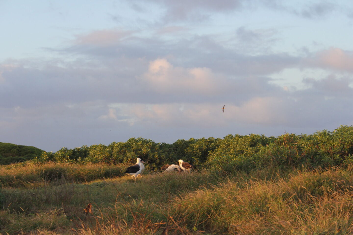 The glorious Pacific and mountainous landscape at Ka'ena Point on Oahu, where we hike to a seabird sanctuary to glimpse Laysan albatross beauty - Hello Lovely Studio.