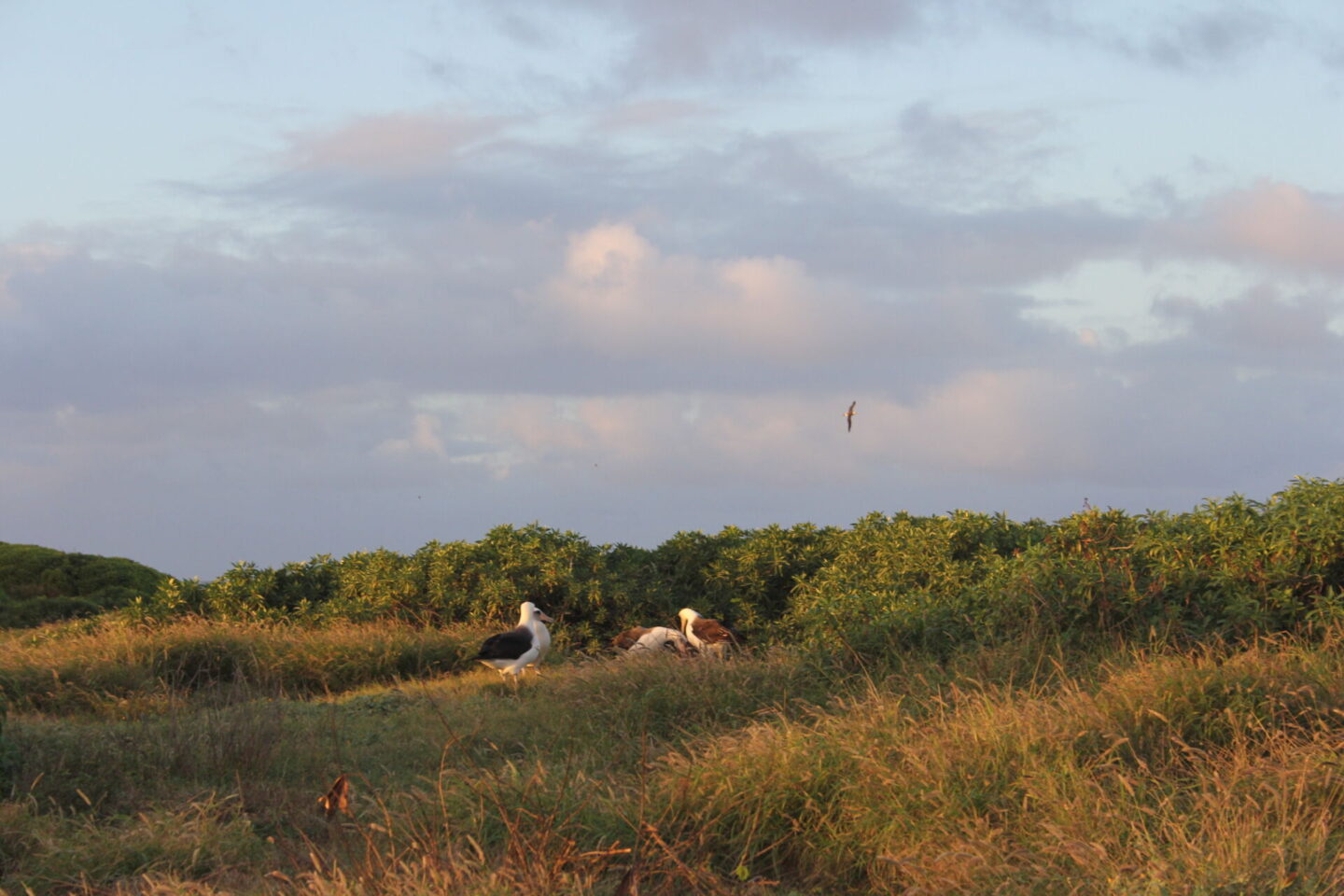 The glorious Pacific and mountainous landscape at Ka'ena Point on Oahu, where we hike to a seabird sanctuary to glimpse Laysan albatross beauty - Hello Lovely Studio. 