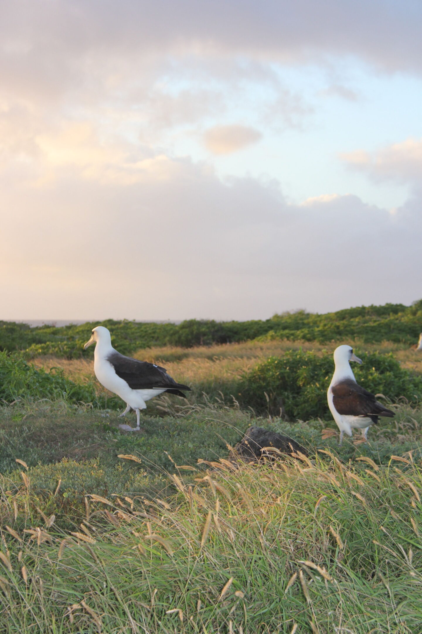 The glorious Pacific and mountainous landscape at Ka'ena Point on Oahu, where we hike to a seabird sanctuary to glimpse Laysan albatross beauty - Hello Lovely Studio. 