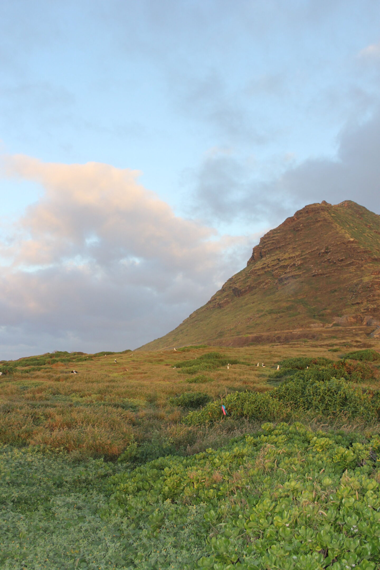The glorious Pacific and mountainous landscape at Ka'ena Point on Oahu, where we hike to a seabird sanctuary to glimpse Laysan albatross beauty - Hello Lovely Studio.