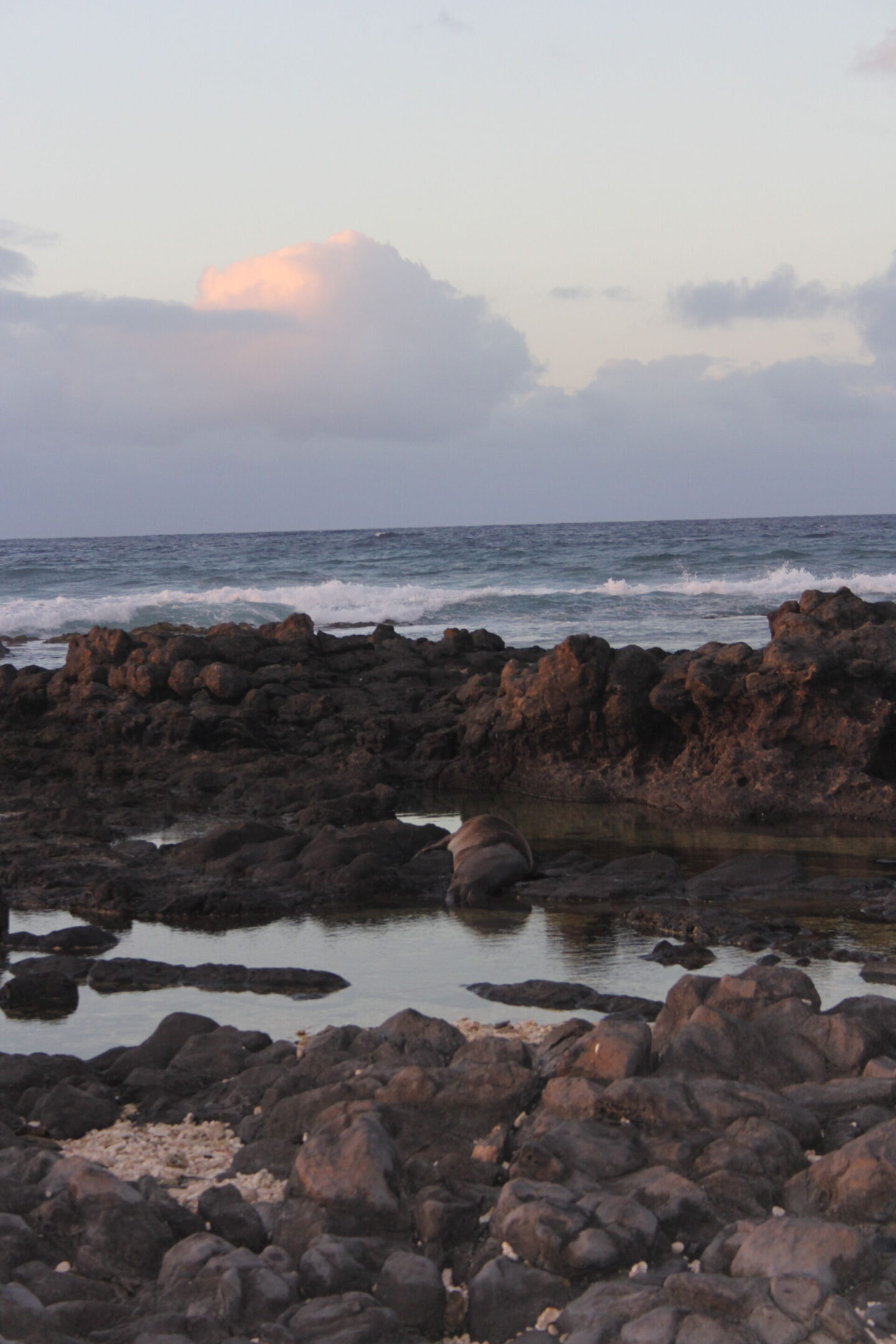 The glorious Pacific and mountainous landscape at Ka'ena Point on Oahu, where we hike to a seabird sanctuary to glimpse Laysan albatross beauty - Hello Lovely Studio.