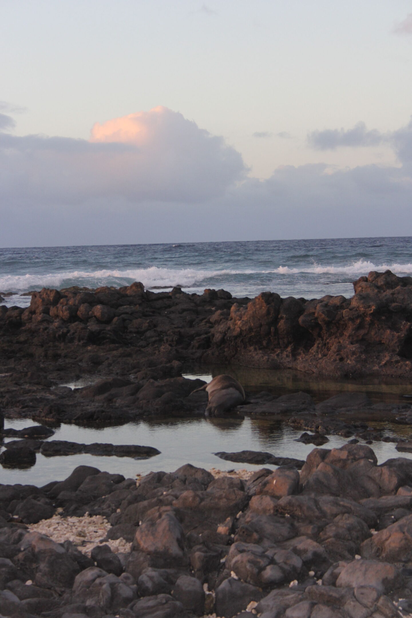 The glorious Pacific and mountainous landscape at Ka'ena Point on Oahu, where we hike to a seabird sanctuary to glimpse Laysan albatross beauty - Hello Lovely Studio. 