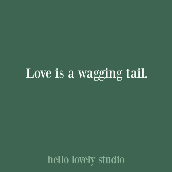 Love quote for pet lovers on Hello Lovely Studio. #doglovers #dogquotes #petlovers #petquotes
