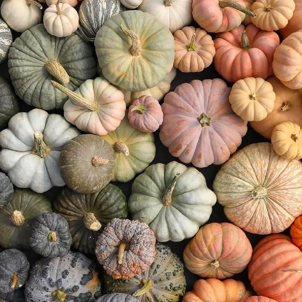 Colorful pastel pumpkins massed for a bountiful fall breathtaking display - @gordonskagitfarms. #fallpumpkins #pastelpumpkins