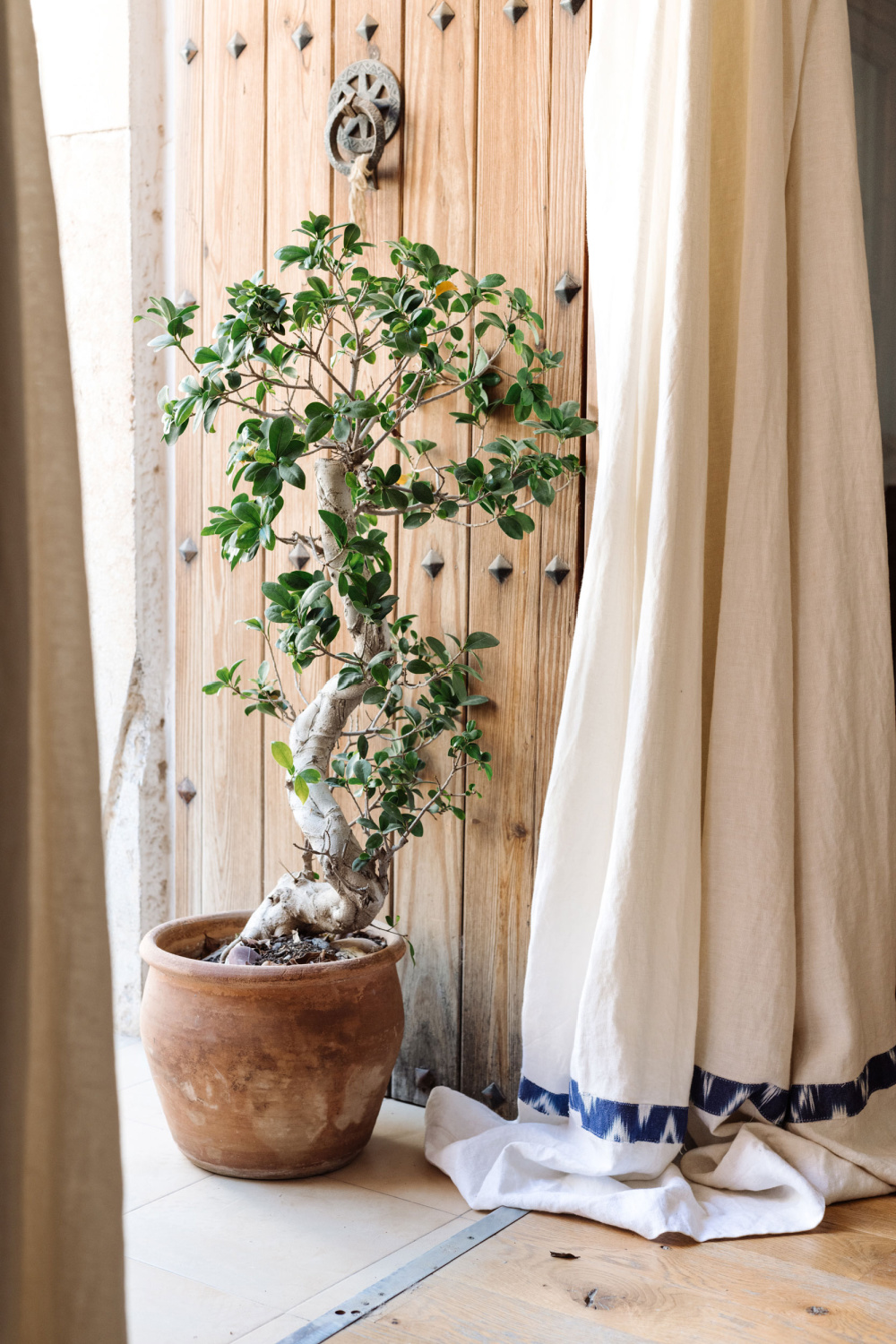 Potted tree in basket, linen curtain and rustic wood door - Fantastic Frank.