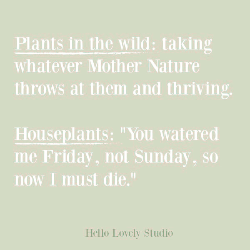 Funny plant quote on Hello Lovely. #humorquotes #funnyquotes #houseplants