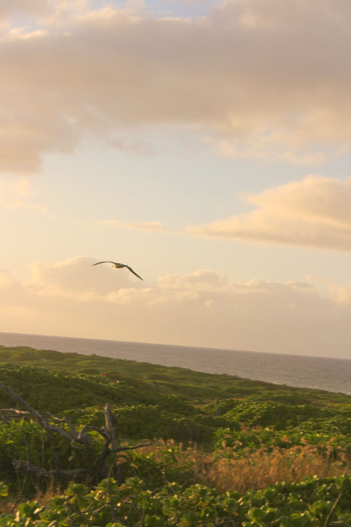 The glorious Pacific and mountainous landscape at Ka'ena Point on Oahu, where we hike to a seabird sanctuary to glimpse Laysan albatross beauty - Hello Lovely Studio.
