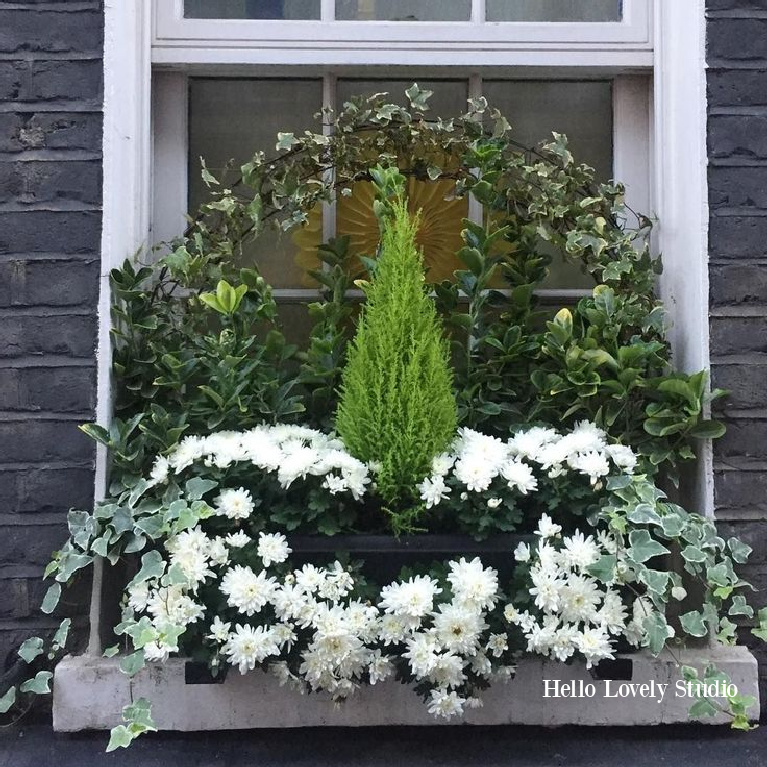 Charming green and white flowers, ivy, and cypress in a London window box - Hello Lovely Studio. #windowbox #flowerbox #christmasdecor #holidaydecor #simplechristmas 