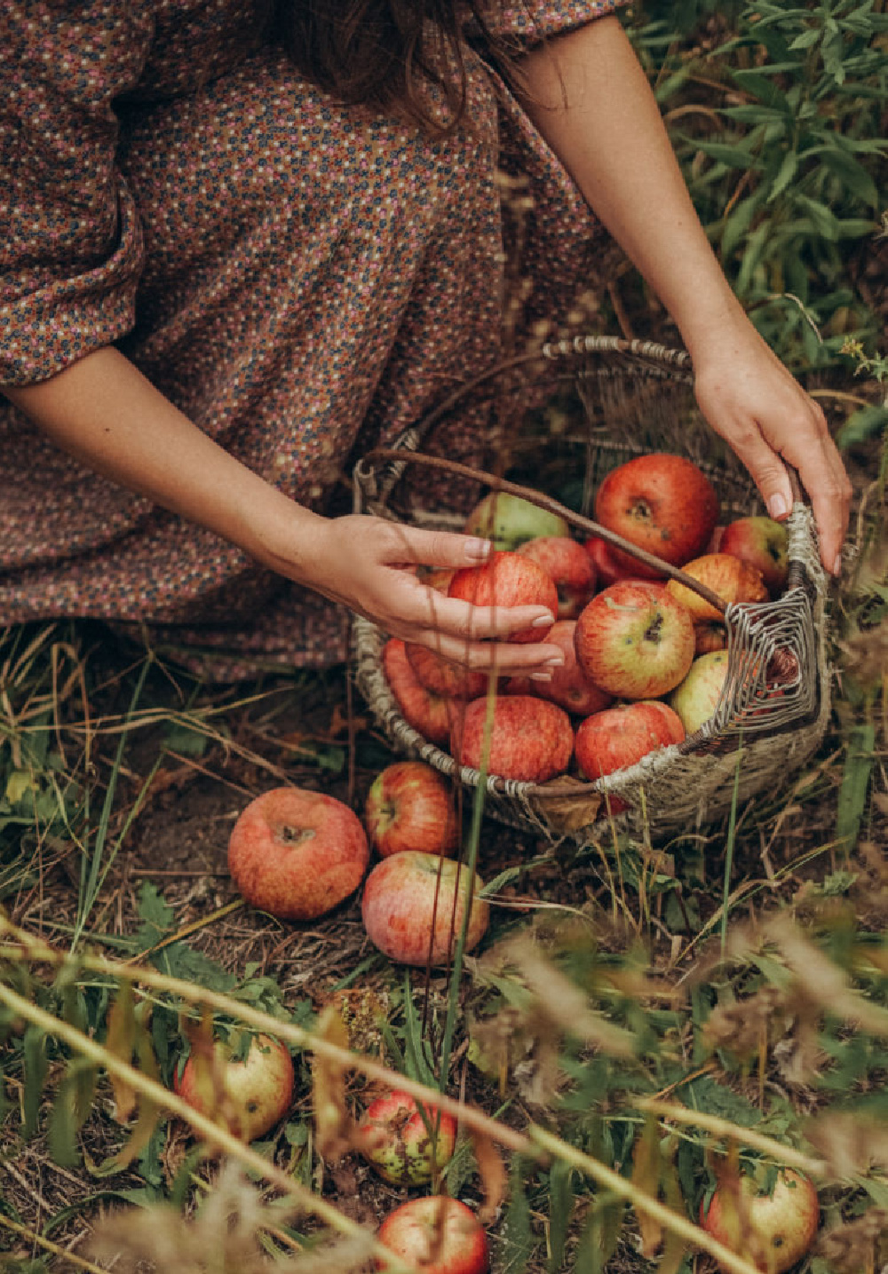 Apple picking in France - FrenchGardenHouse. #fallapples #frenchcountry #frenchfall