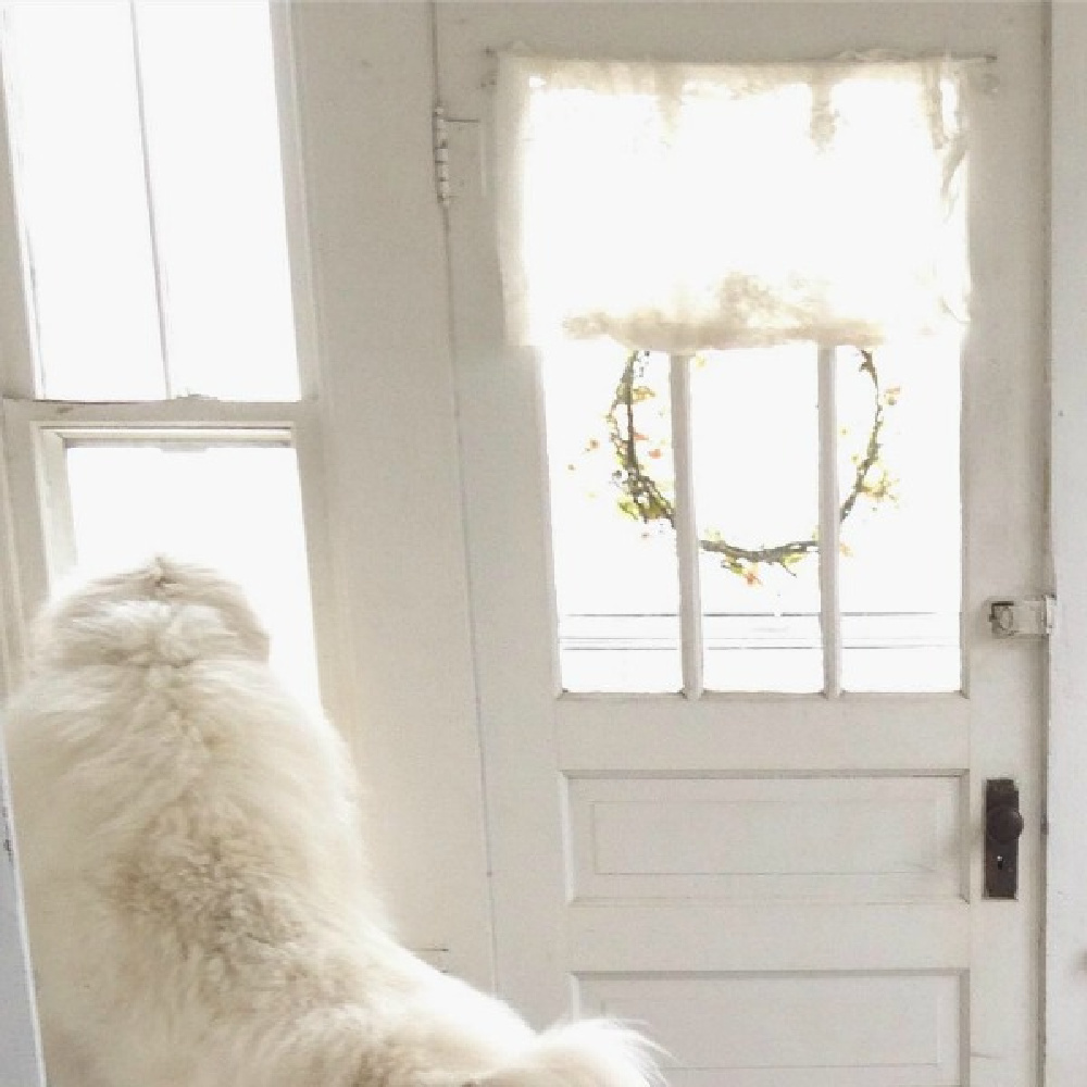 Great Pyrenees gazing out window of beautiful vintage white Nordic French cottage by My Petite Maison. #swedishchristmas #scandistyle #frenchnordic