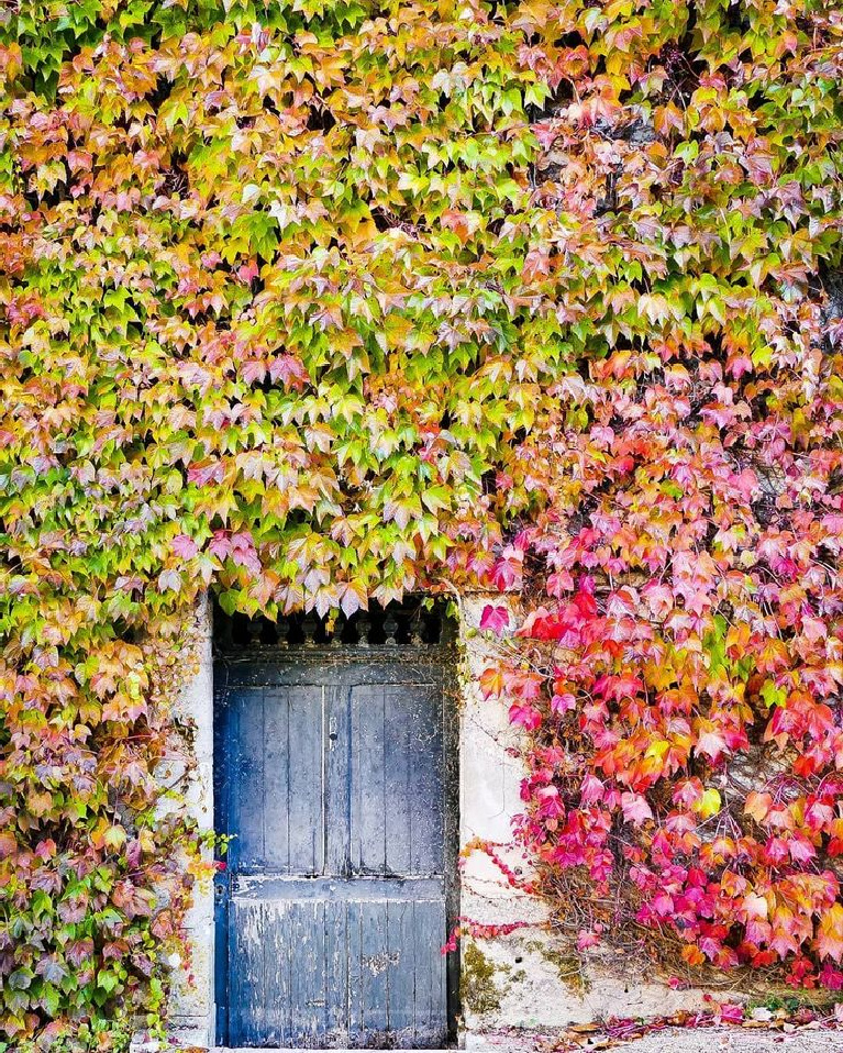 Vivid autumn color of leaves and climbing vines on old French country building with rustic blue doors - @In_I_photographie. #fallleaves #frenchcountry #rusticfrench #rusticdoors #autumninspo #fallinfrance #frenchhouseexterior