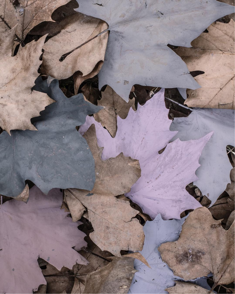 Chalky faded fall leaves in France colors of muted sophistication to inspire - Bauwerkcolours and @chateaumontfort. #fallleaves #frenchcountry #mutedcolors #softfallcolor #autumnleaves #colorpalette