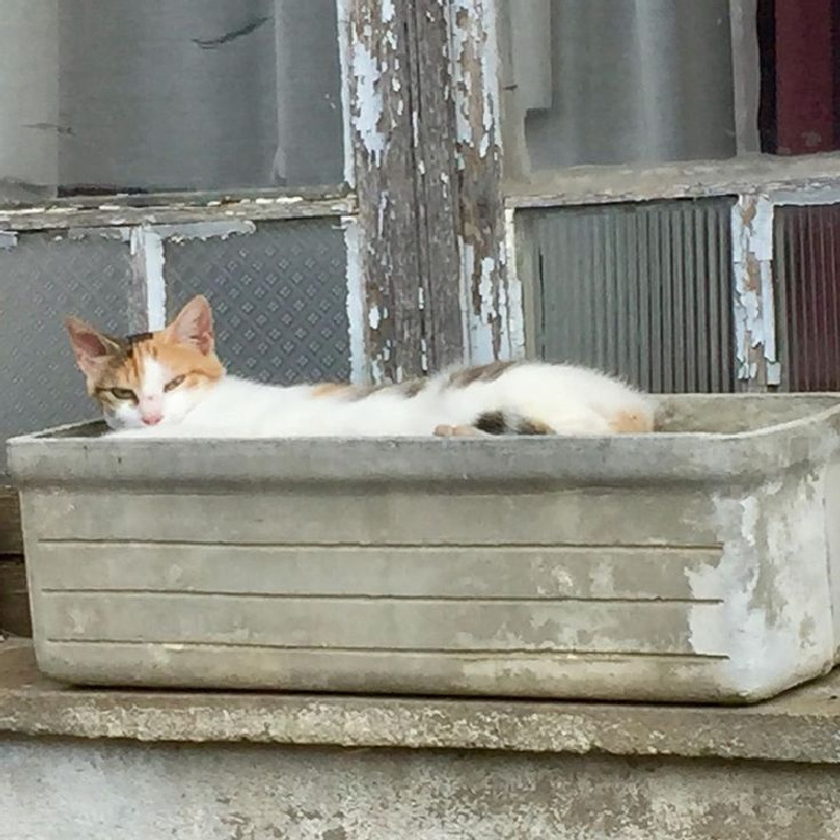 French farmhouse cat in rustic exterior window box - @burgundyretreats. #frenchcountry #frenchcat #rusticdecor #rusticexteriors #frenchcountryside