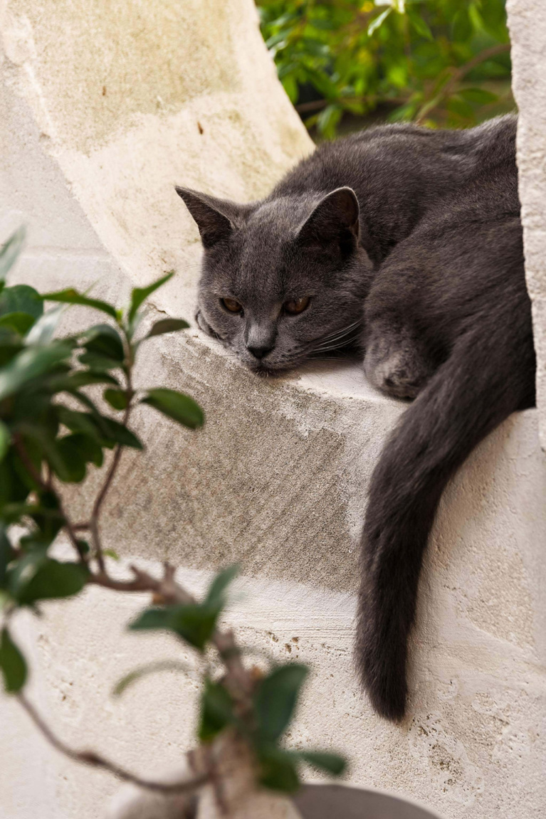 French gray cat lounging in a stone garden window at Avignon Hôtel Particulier, a beautifully restored 19th century mansion in the heart of Avignon’s historic center - Haven In. #frenchgray #cats #frenchcat #frenchcountry #catsinfrance