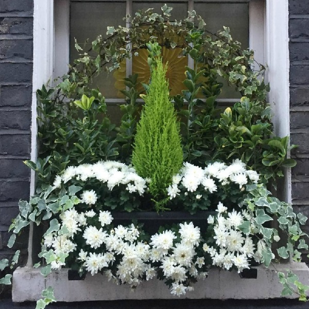 Beautiful window box with white mums, cypress, and ivy on a London home - Hello Lovely Studio. #windowboxes #holidayflorals #holidaywindow