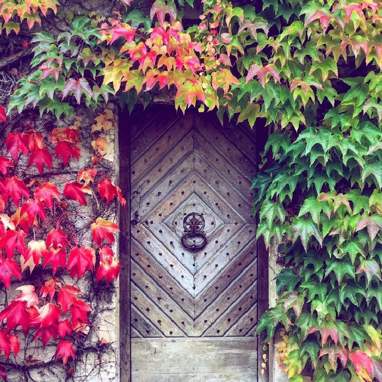 Vivid autumn colorful leaves surrounding a grand rustic French door in Doremy, France - @cassieberubeart. #fallcolor #frenchcountry #frenchfarmhouse #colorfulleaves #climbingvines #rusticdoor #frenchcountryside #autumnfeels #franceinfall