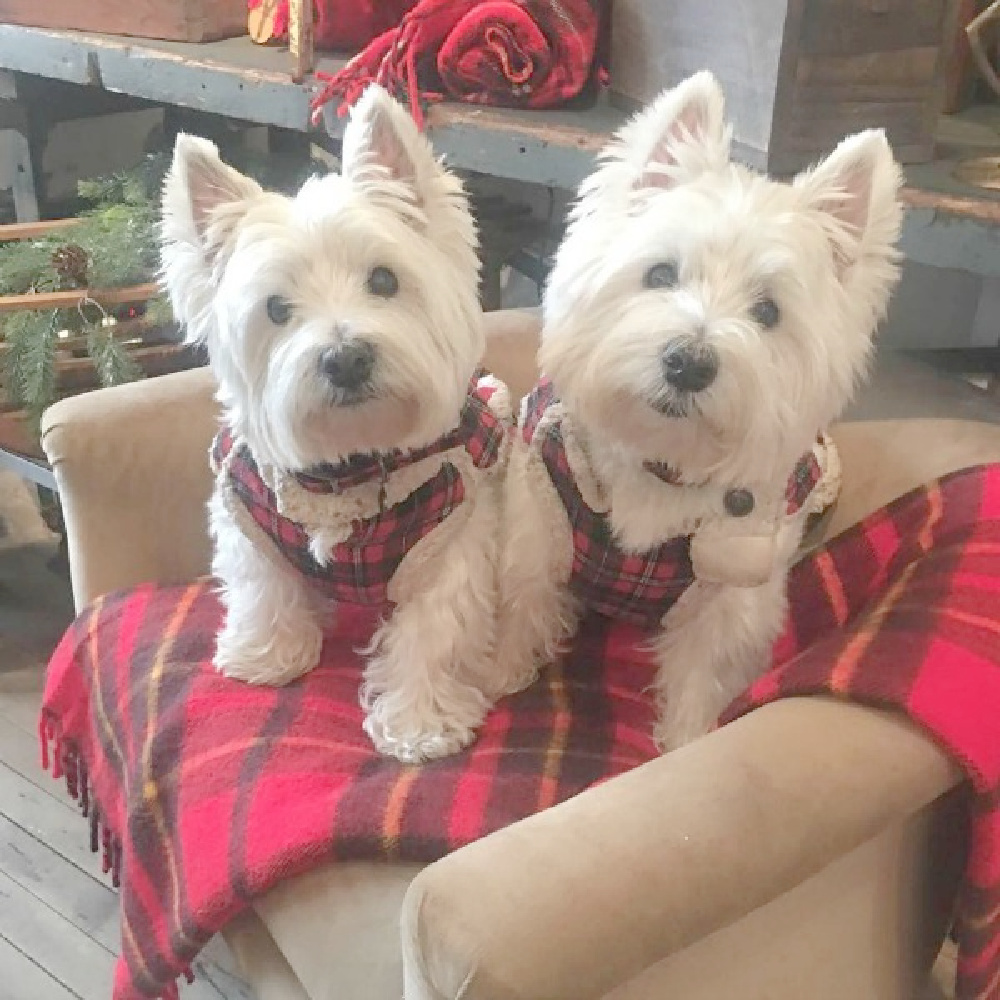 Westies in plaid harness vests on a red tartan blanket - Trove Vintage on Hello Lovely.
