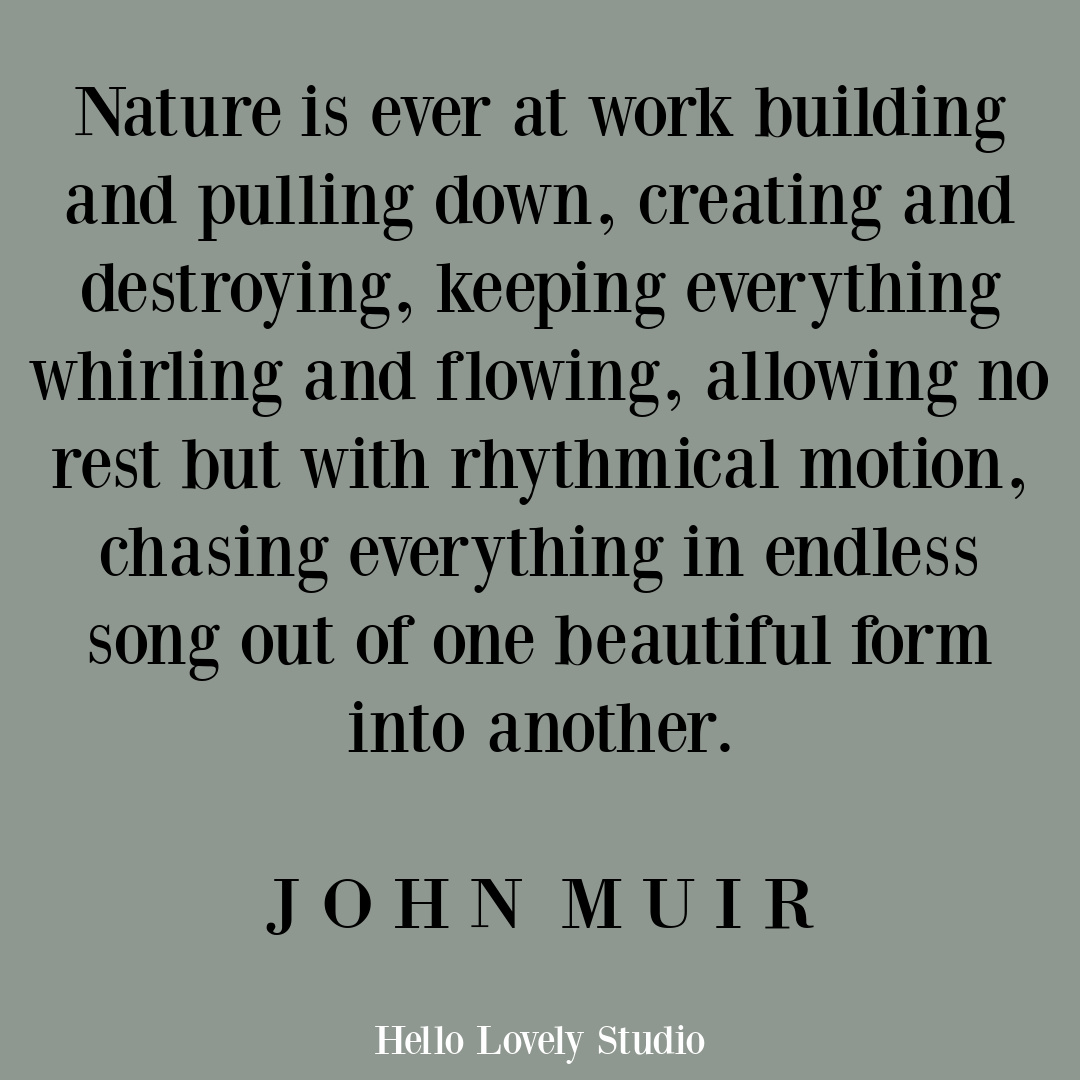 Inspirational quote about nature's beauty and wisdom by John Muir on Hello Lovely Studio. #inspirationalquote #quotes #johnmuir #naturequotes