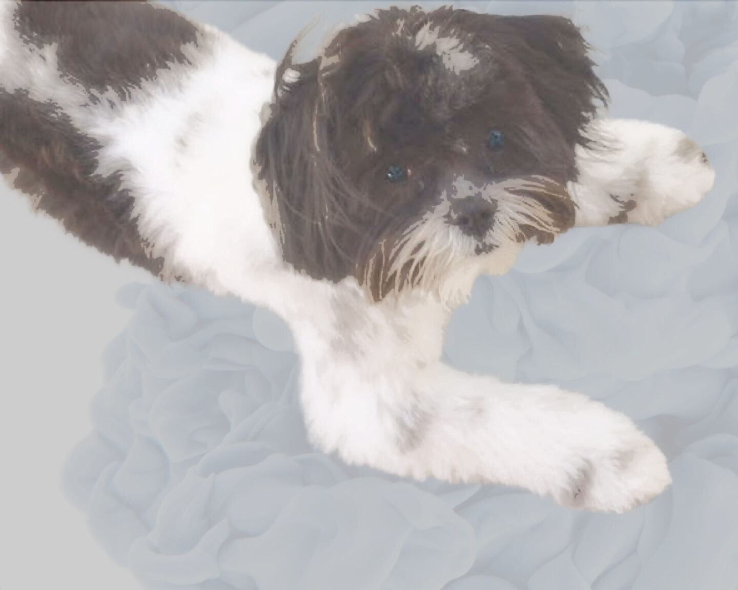 Pet portrait of Gracie by Michele of Hello Lovely Studio. #shihtzus #petportraits