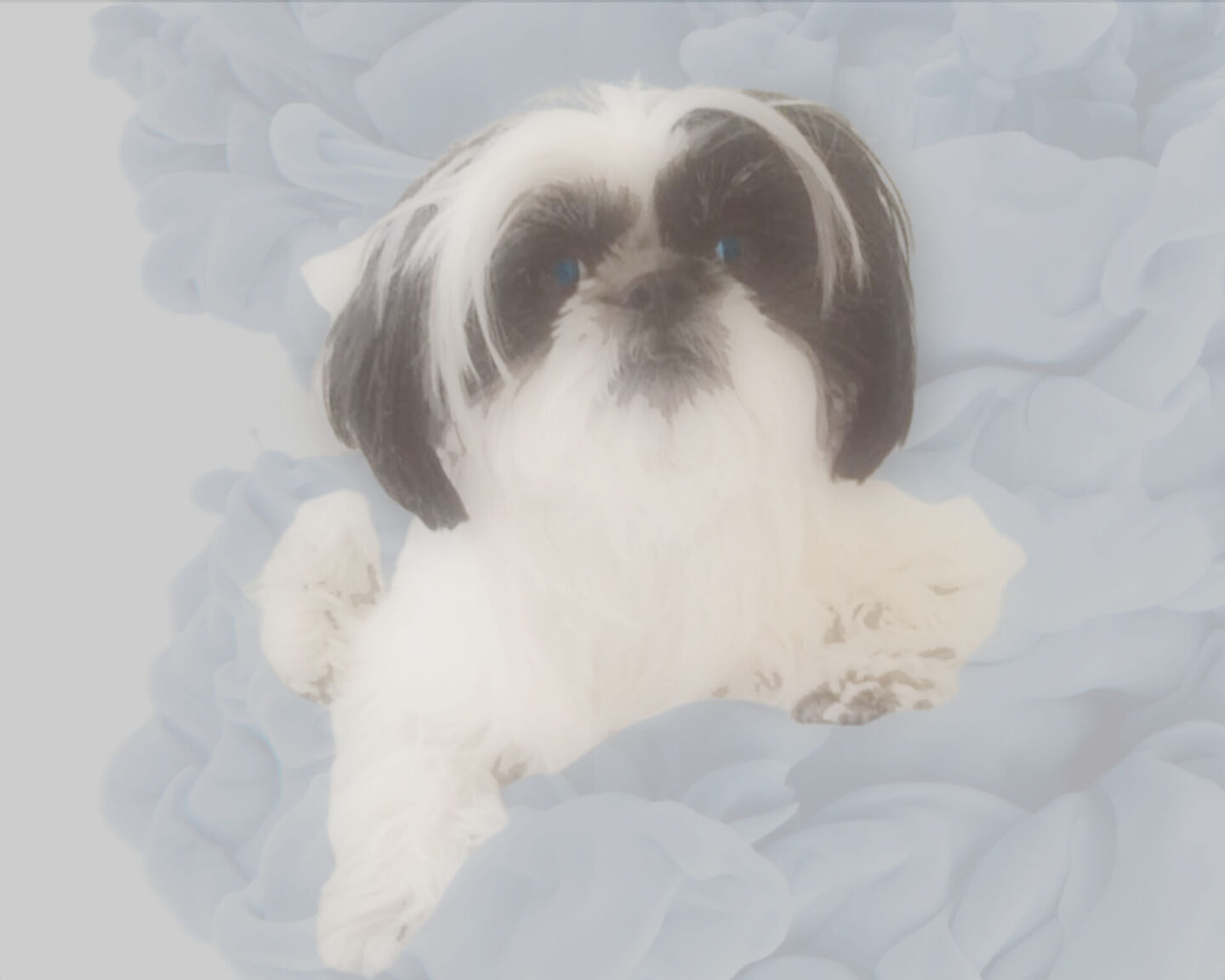 Pet portrait of Jayda by Michele of Hello Lovely Studio. #shihtzus