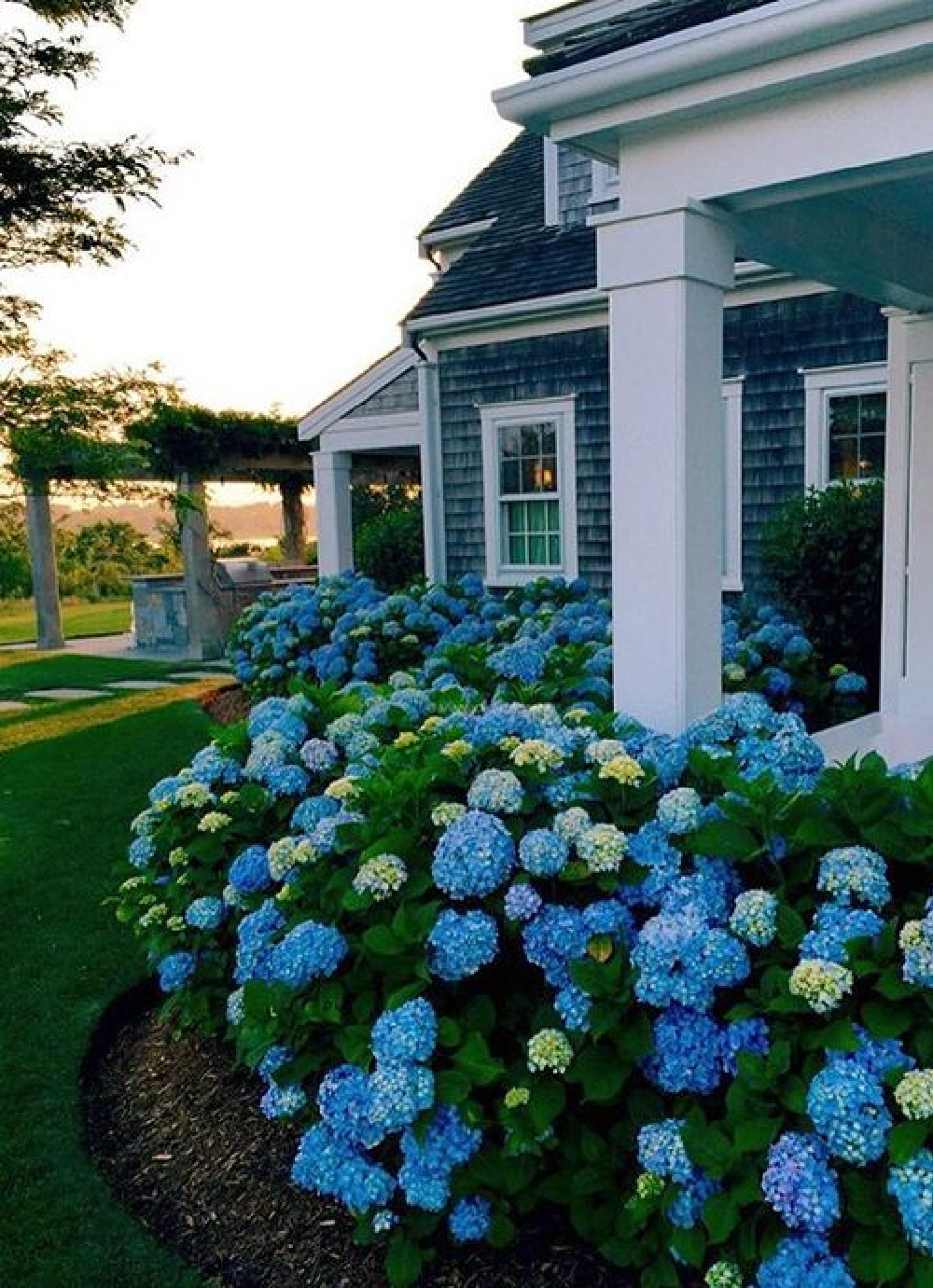  Blue hydrangea blooming in summer with blue coastal cottage. COME TOUR MORE Nantucket Style Chic & Summer Vibes! #nantucket #interiordesign #designinspiration #summerliving #coastalstyle