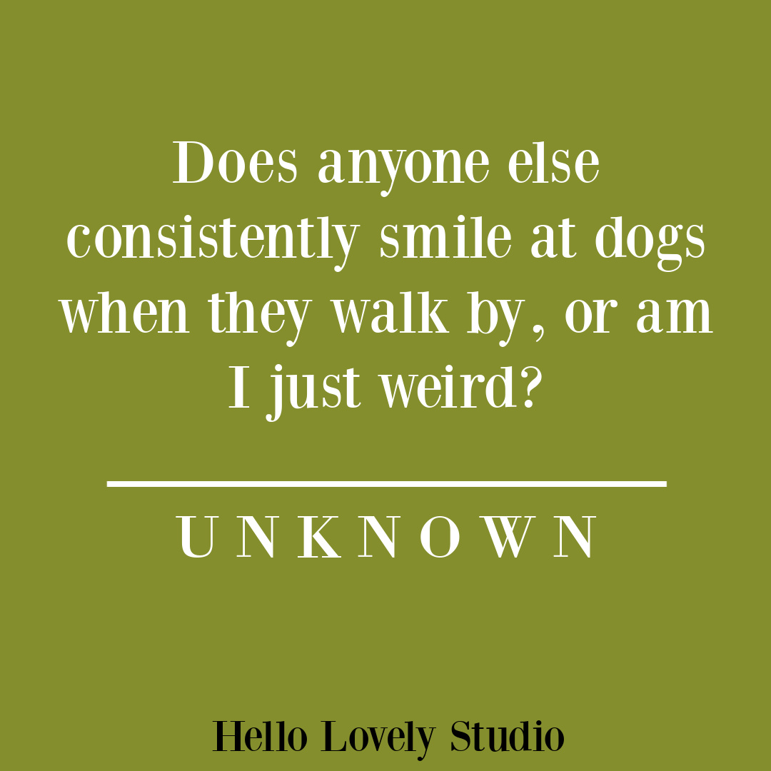 Whimsical dog quotes on Hello Lovely Studio.#dogquotes #petquotes #doglovers
