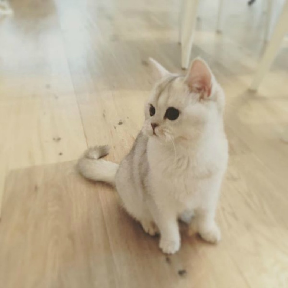 Adorable white kitchen on warm hardwood floor - Villa Jenal. #frenchnordicstyle #whitekitten