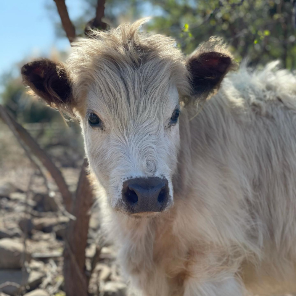 Beautiful Highland White Park heifer cow, Adelaide, at Patina Farm in Ojai, California - Giannetti Home (photo by Velvet and Linen). #highlandcows #patinafarm #giannettihome