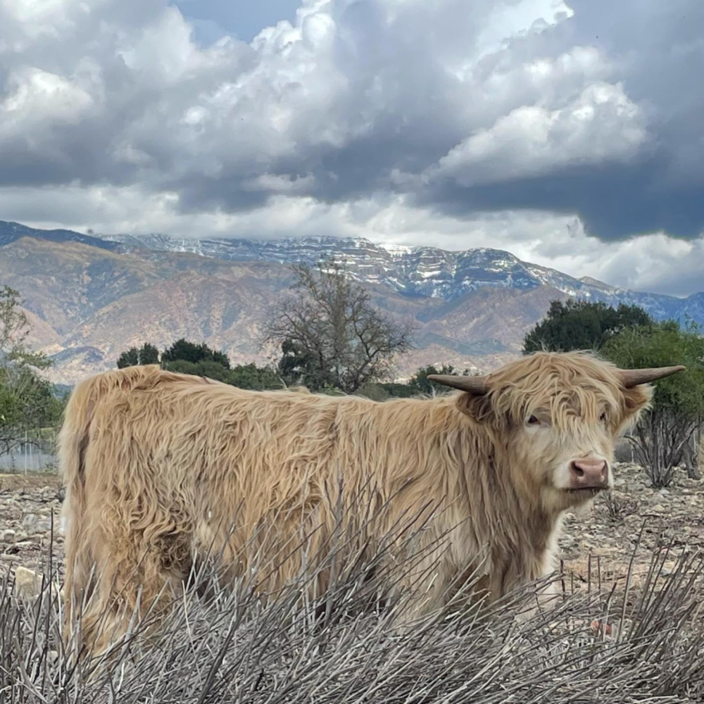 Beatrice, a Highland heifer at Patina Farm - photo by Velvet and Linen's Leila Giannetti. #highland #cows #patinafarm