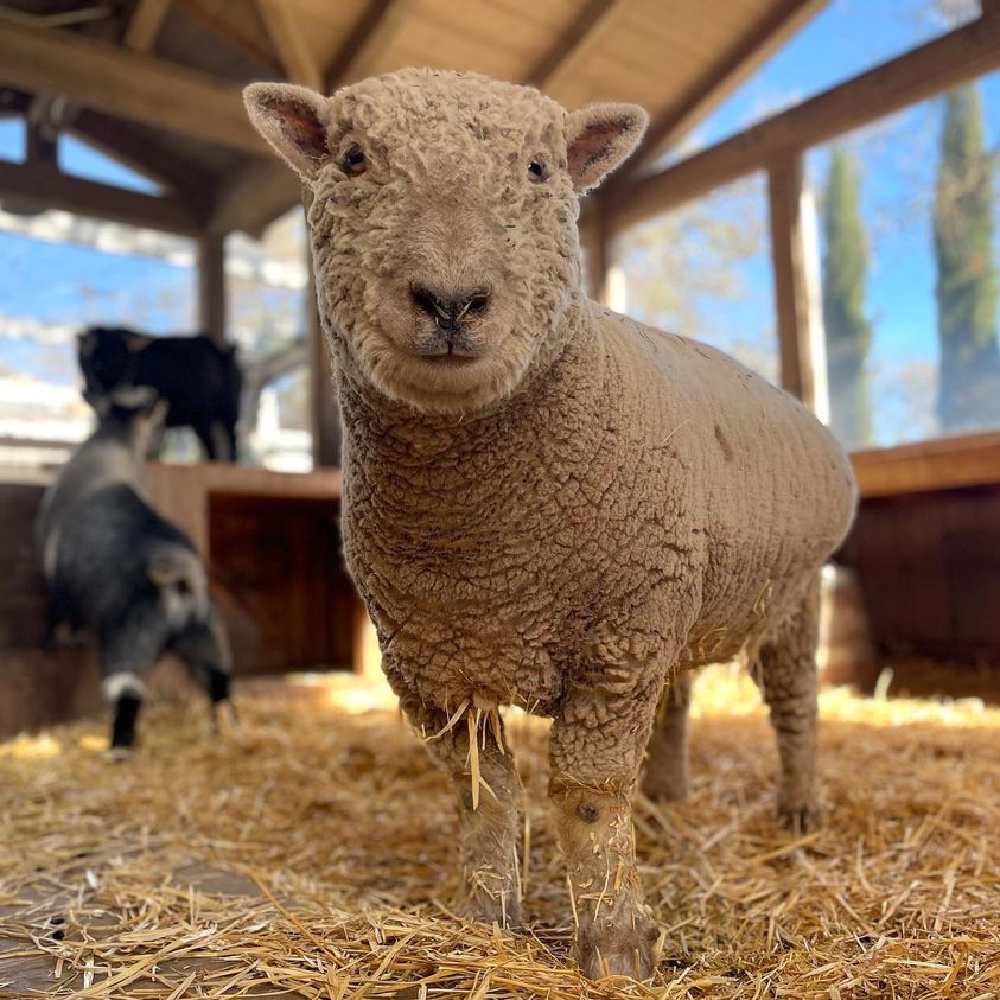 Babydoll sheep (Cash or Cashmere) at Patina Farm in Ojai, California - Giannetti Home (photo by Leila Giannetti). #babydollsheep #patinafarm #farmanimals