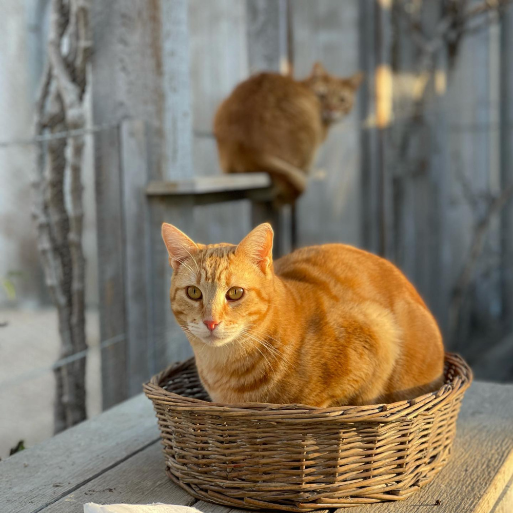 Marmalade barn cats Sherlock and Watson at Patina Farm in Ojai, California - Giannetti Home (photo by Velvet and Linen). #orangecats #marmaladecat #patinafarm #giannettihome