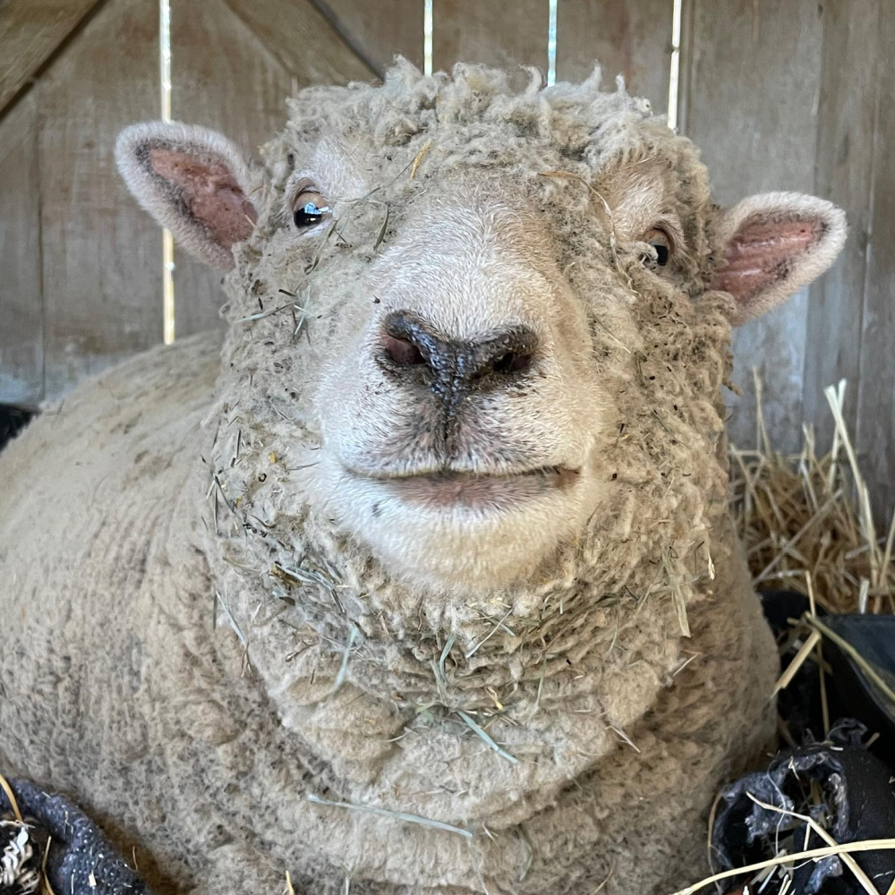 Precious baby doll sheep named Paisley at Patina Farm in Ojai, California - photo by Velvet and Linen. #babydollsheep #patinafarm #sheep