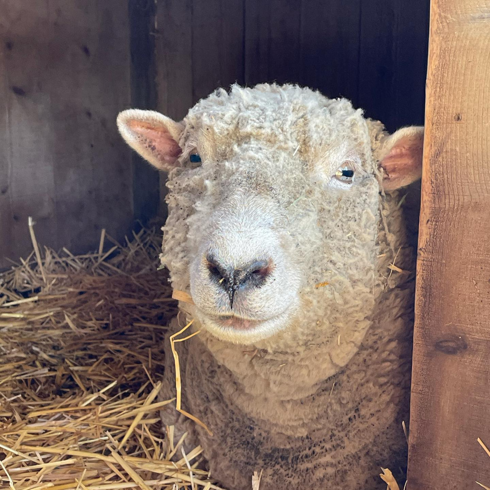 Precious babydoll sheep named Paisley at Patina Farm in Ojai, California - photo by Velvet and Linen. #babydollsheep #patinafarm #sheep