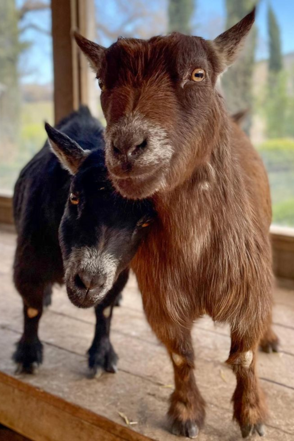 Precious Pygmy goats Thelma and Dot at Patina Farm in Ojai, California - Giannetti Home (photo by Leila Giannetti). #pygmygoats #patinafarm #goats #goatfriends