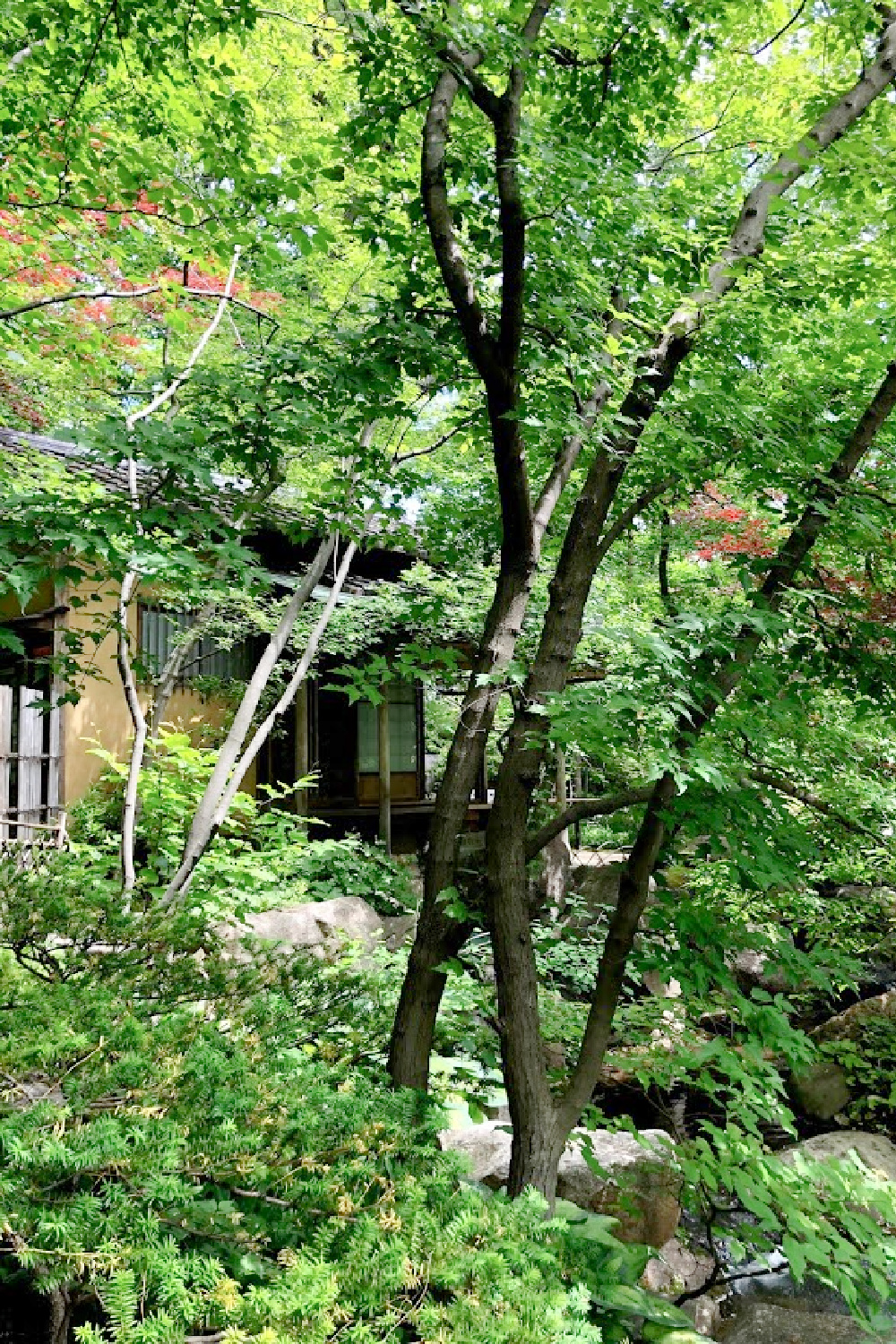 Lovely early June colors in a Japanese garden - Hello Lovely Studio.