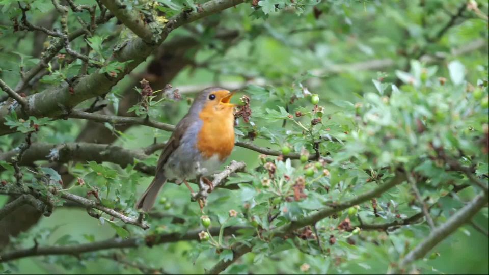 European robin singing in tree. #europeanrobin #birds