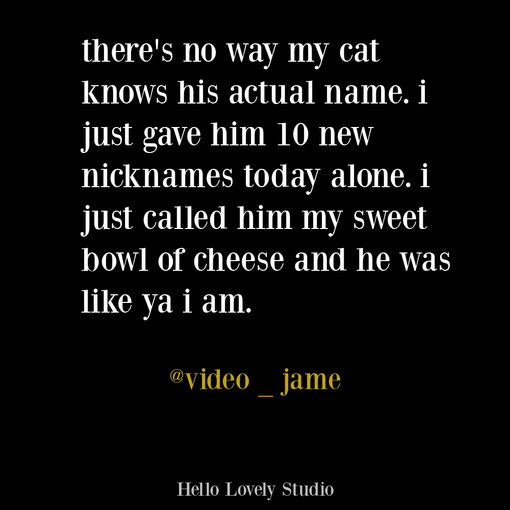 Cat humor on Hello Lovely. #funnytweets #cattweets #cathumor #funnyquotes