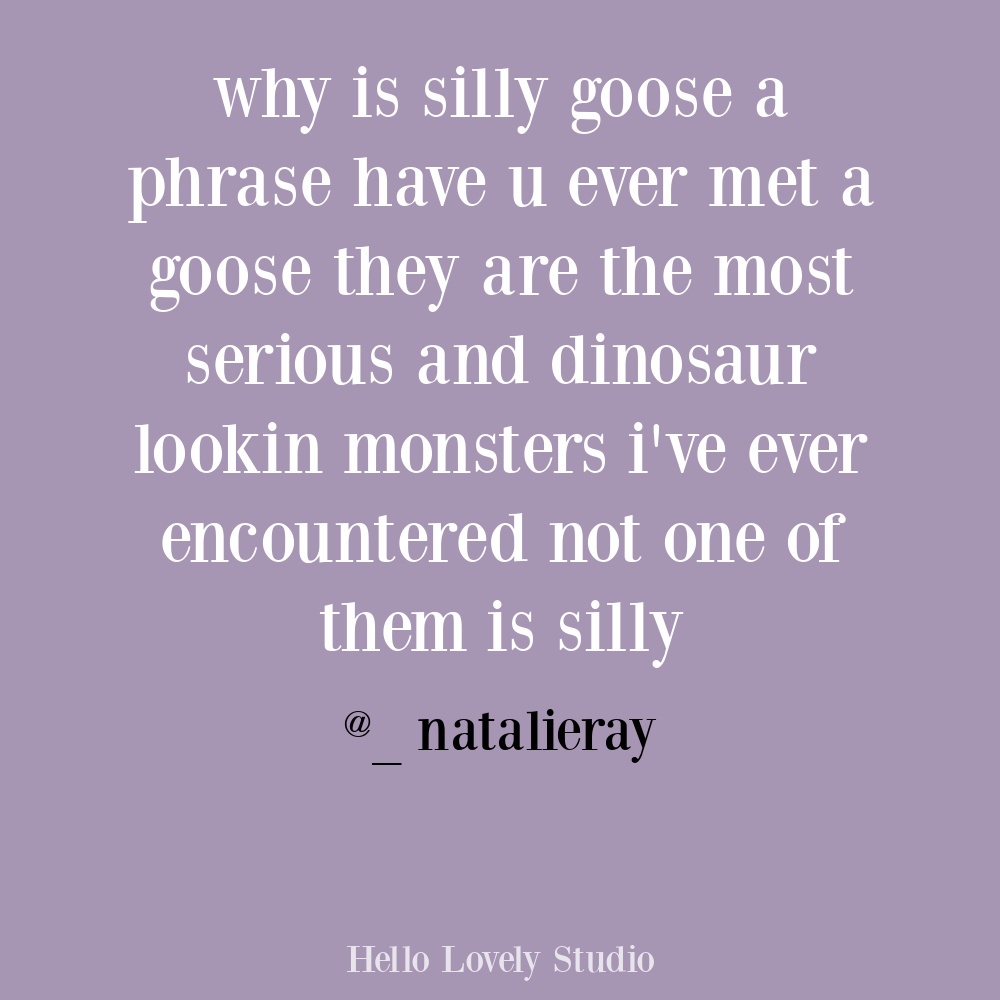 Silly tweet about the term silly goose on Hello Lovely. #funnytweet #oneoffhumor #funnyquotes #sillygoose