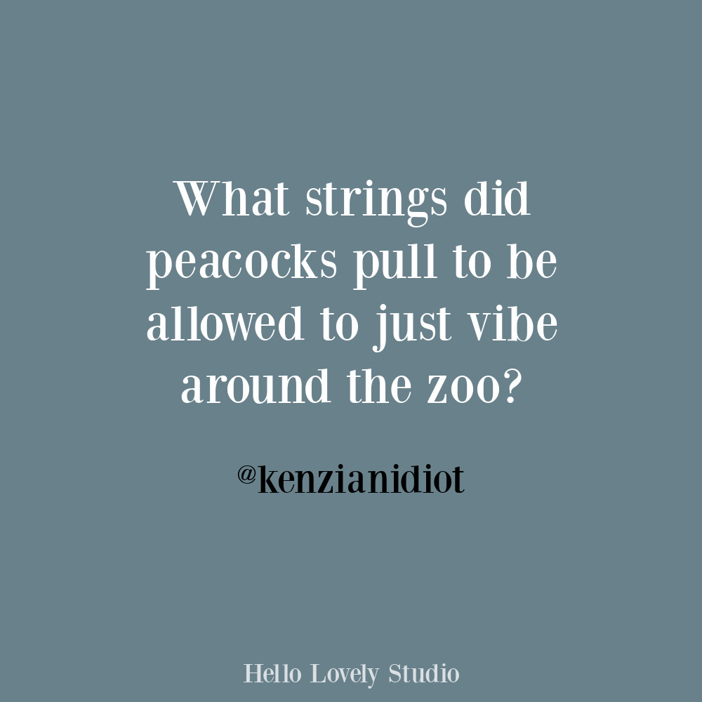 Funny humor quote about peacocks at the zoo on Hello Lovely. #peacocks #animalquotes #funnyquotes #animalhumor