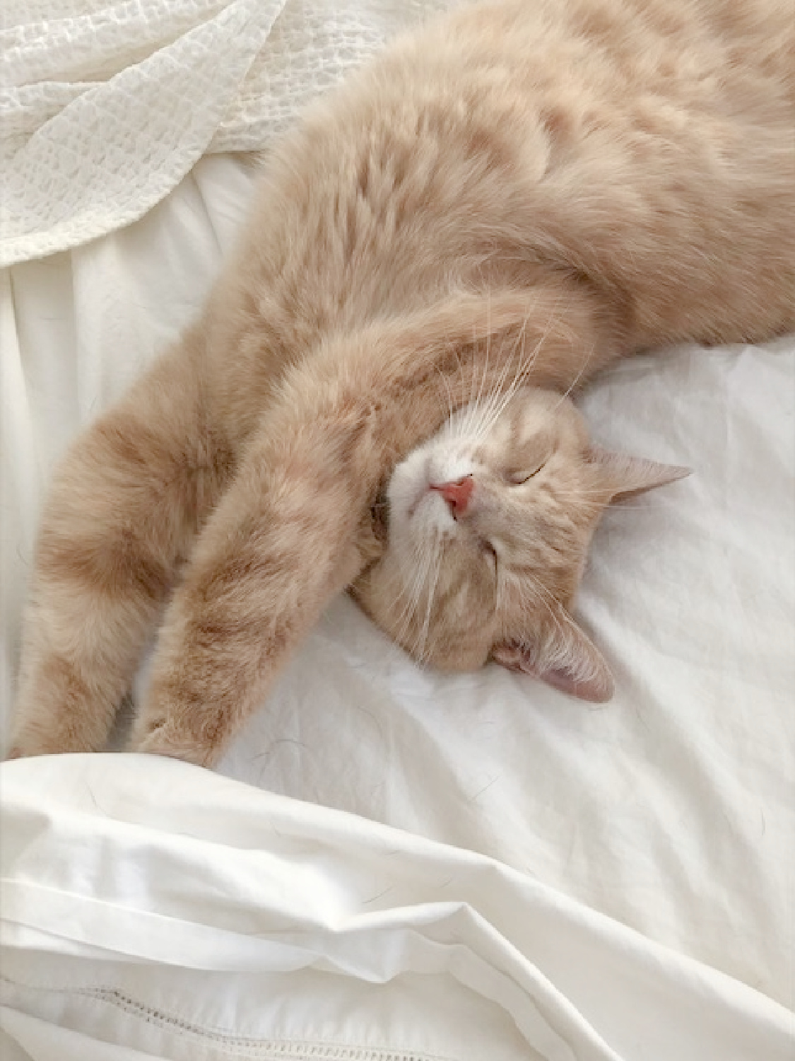 My sweet grand kitty asleep in white sheets - Hello Lovely Studio. #sleepingcats