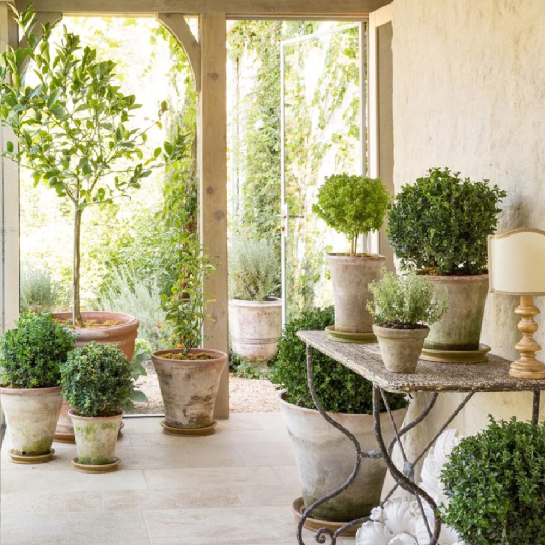 Potted boxwood and topiary in sunny glass corridor - Patina Farm (Brooke Giannetti) European country farmhouse in Ojai. #patinafarm #vintagemodern #modernrustic #agedpots