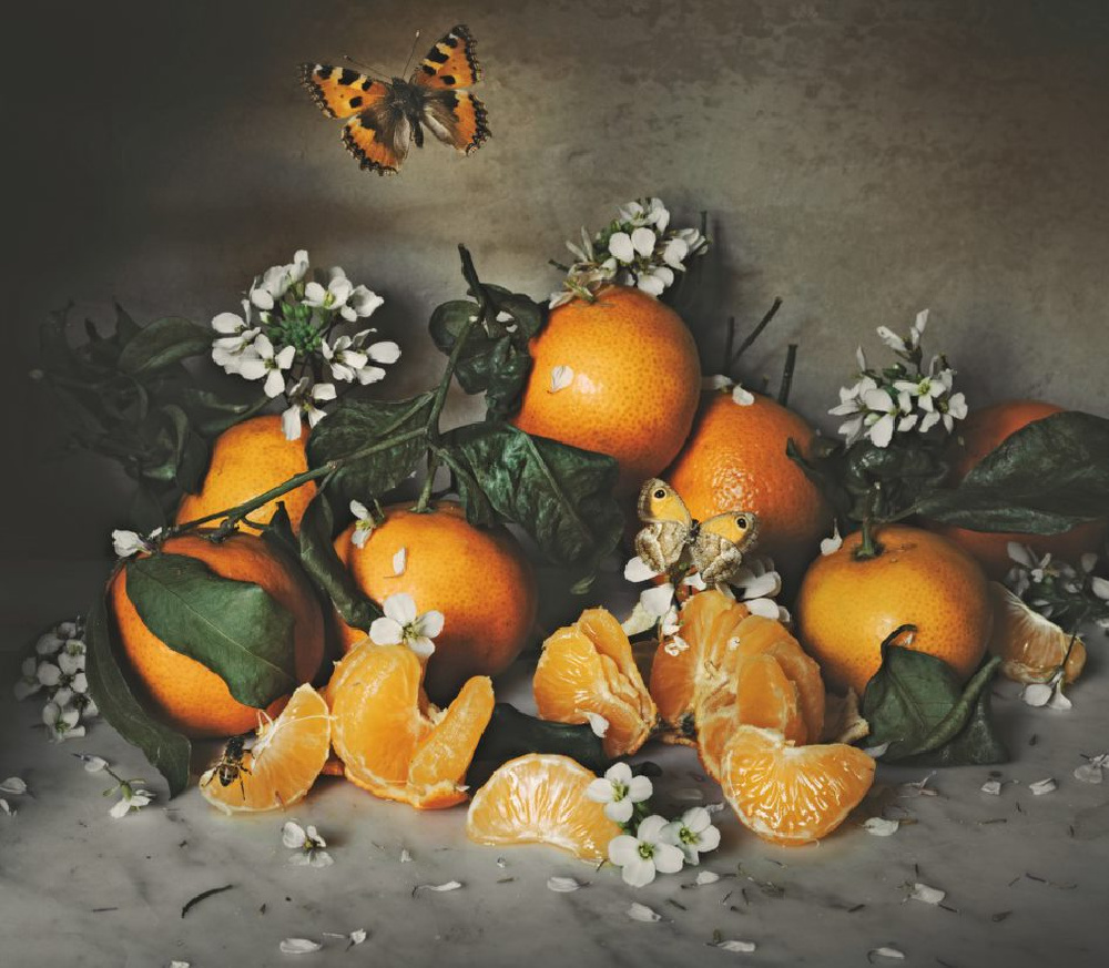 Still life photography with oranges and butterfly - from AN AMERICAN IN PROVENCE by Jamie Beck.