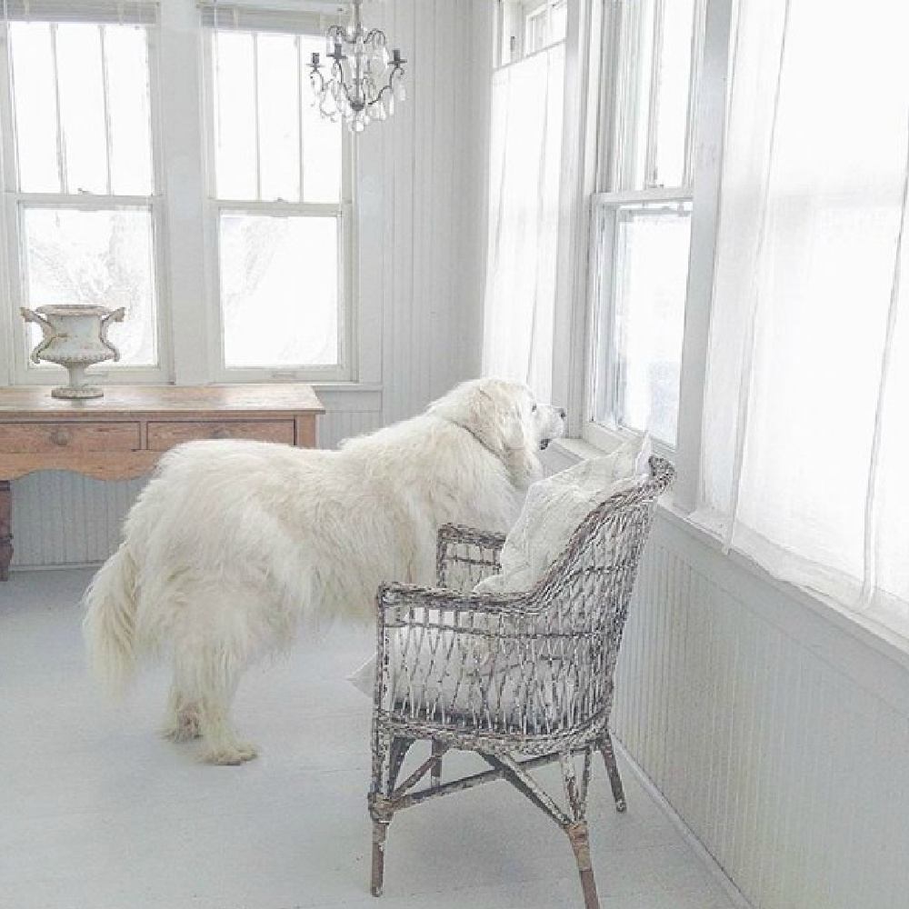 Great Pyrenes watches over a beautiful French Nordic white porch - @mypetitemaison. #frenchnordicinterior