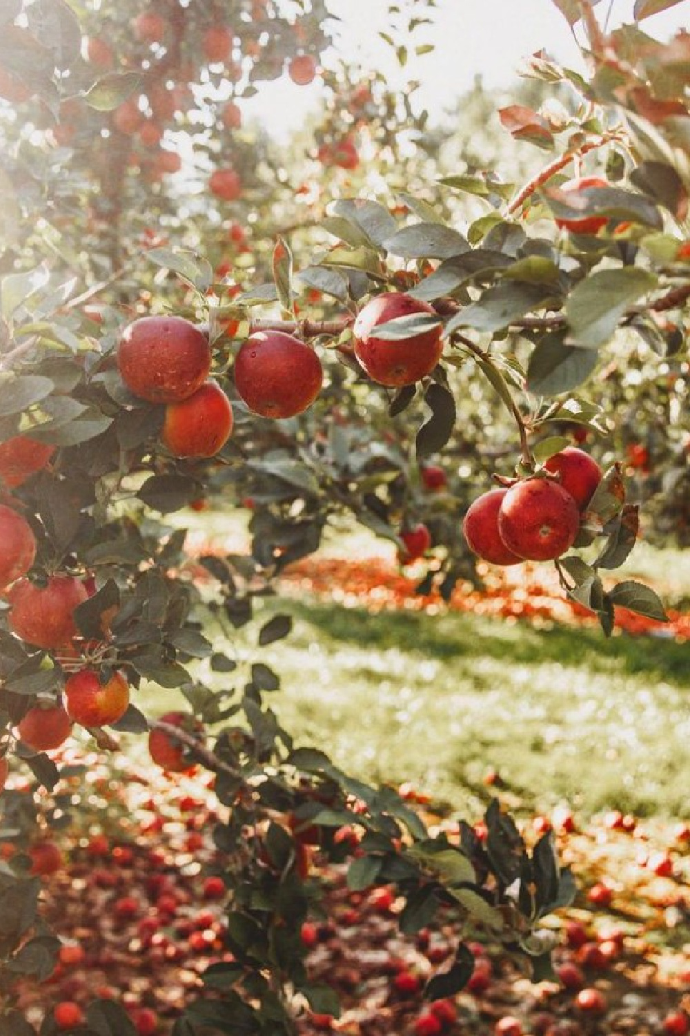 Fall apples on the tree - a gorgeous capture of autumn goodness by @tifforelie. #fallsplendor #autumnapples