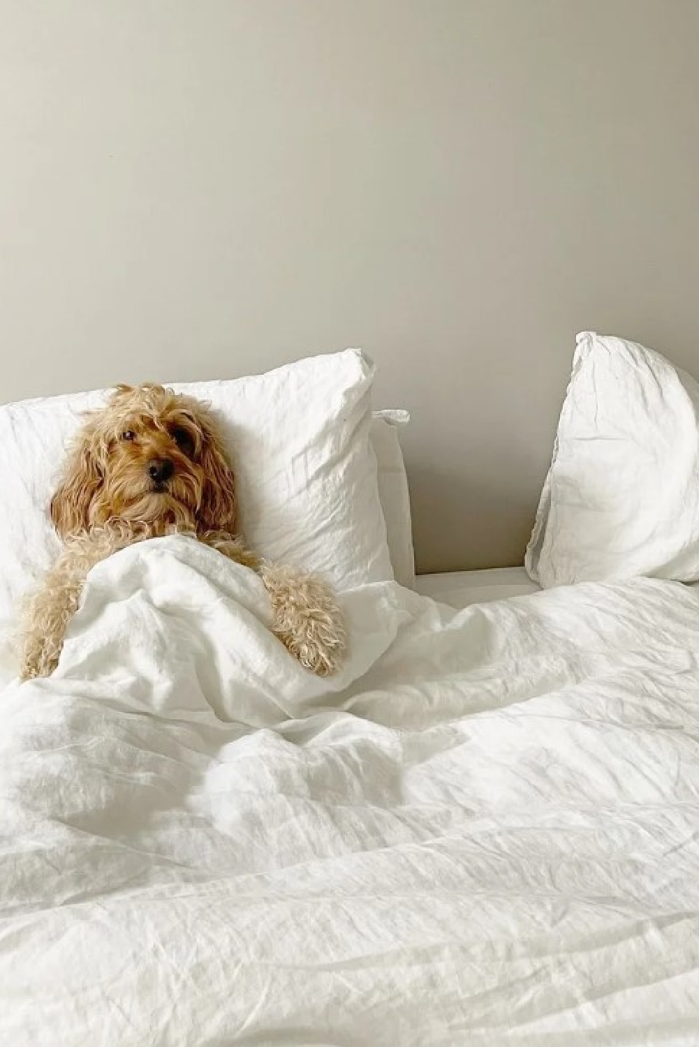 Cornforth White 228 Farrow & Ball on bedroom walls where Stella (a cockapoo) gets cozy in white bed linen - @stella.louie. #cornforthwhite