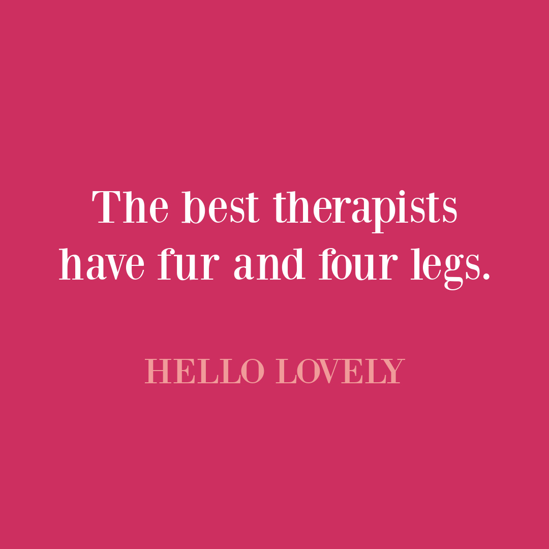 Dog quote on Hello Lovely Studio. #dogquotes #petquotes