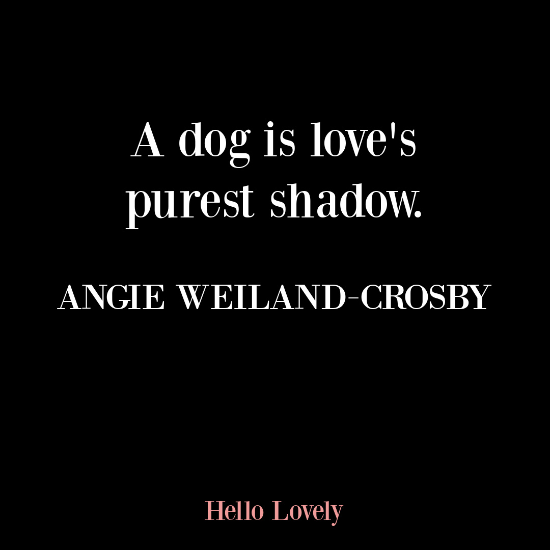 Dog quote on Hello Lovely Studio. #dogquotes #petquotes